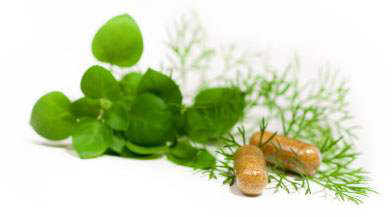 herb